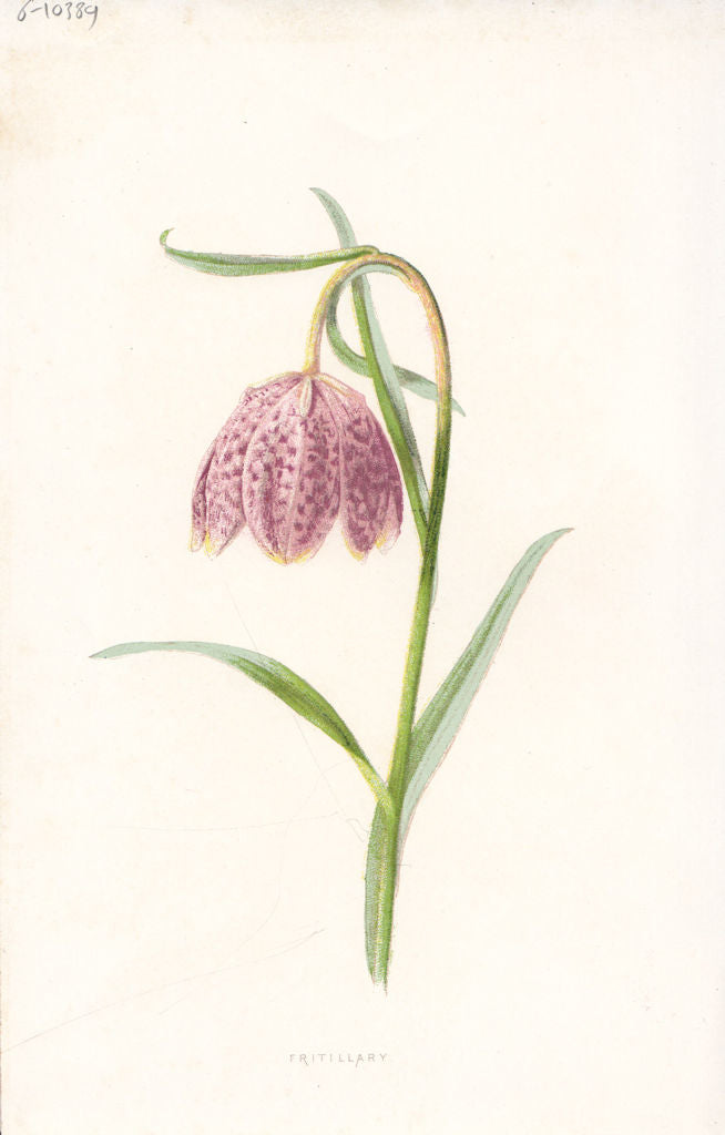 FLOWERS. Fritillary c1895 old antique vintage print picture